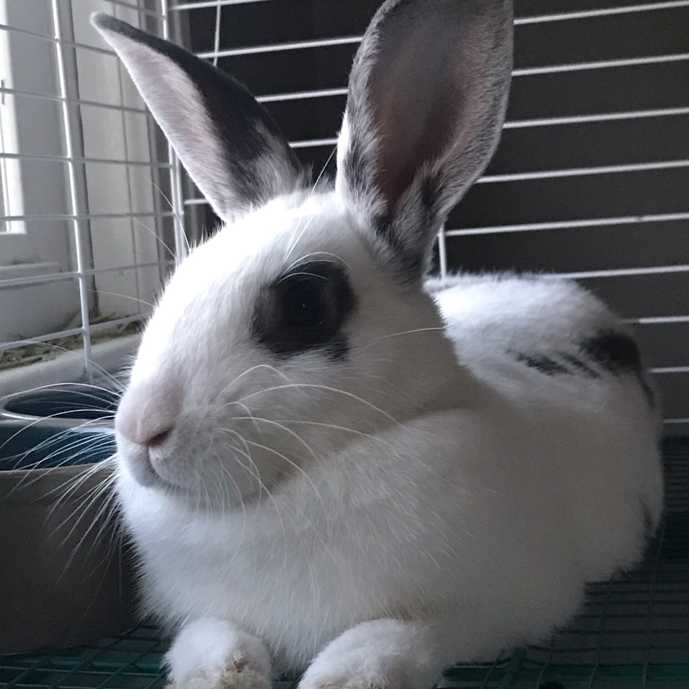 Meet your Posher, Sianna